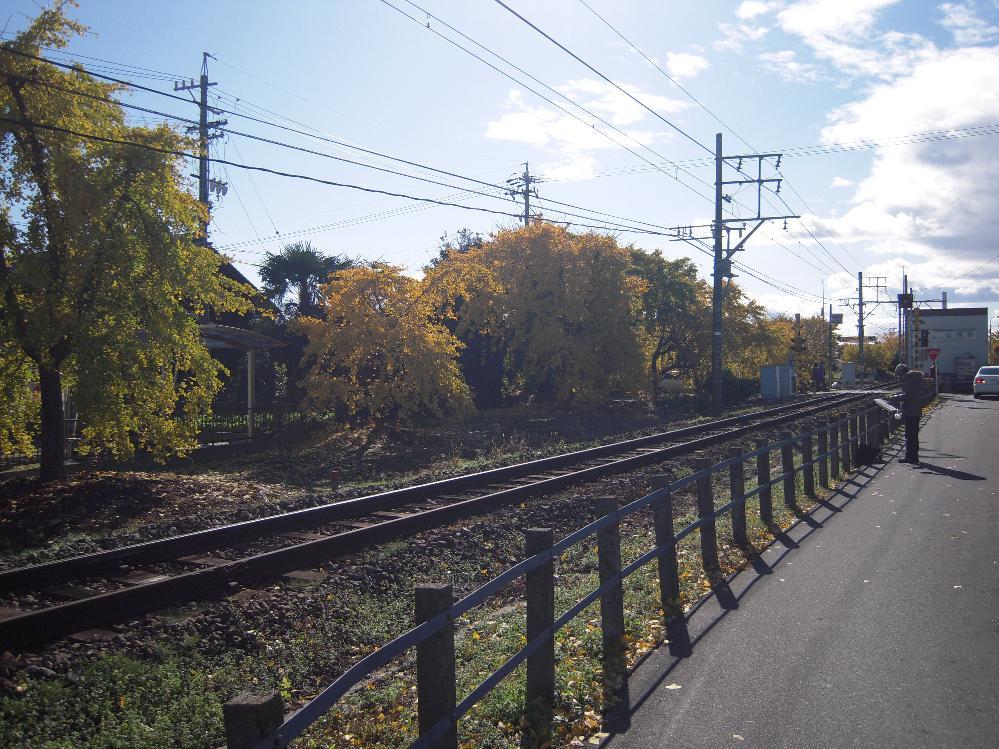 祖父江銀杏 004.jpg